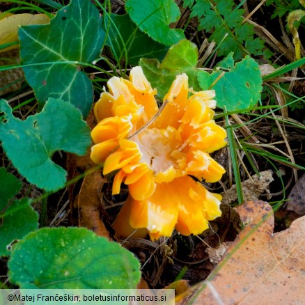 Hygrocybe quieta