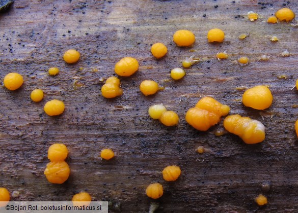 Dacrymyces stillatus