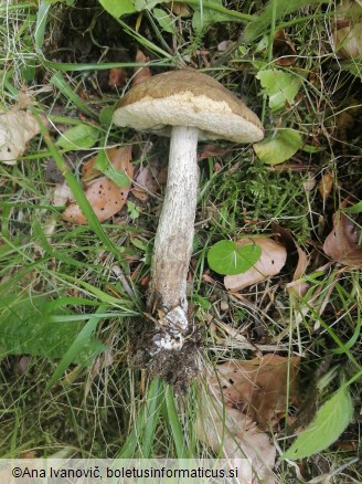 Leccinellum pseudoscabrum