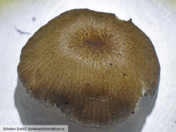 Entoloma caesiocinctum