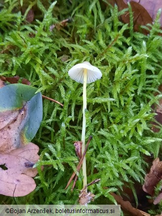 Mycena epipterygia