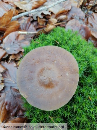Melanoleuca arcuata
