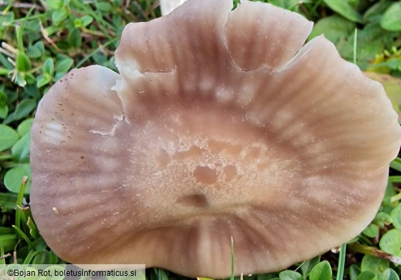 Cuphophyllus canescens