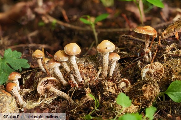Deconica crobula