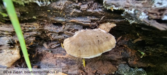 Tyromyces fumidiceps