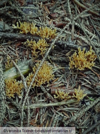 Ramaria abietina