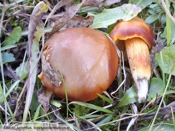 Hygrocybe punicea