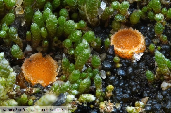 Octospora leucoloma