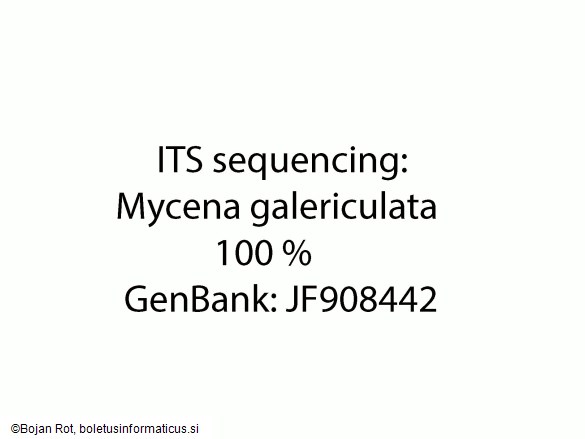 Mycena galericulata