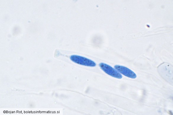 Neonectria punicea