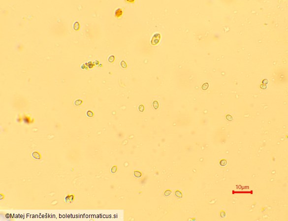 Cystodermella cinnabarina