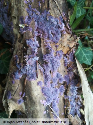 Terana coerulea