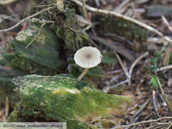 Lichenomphalia umbellifera