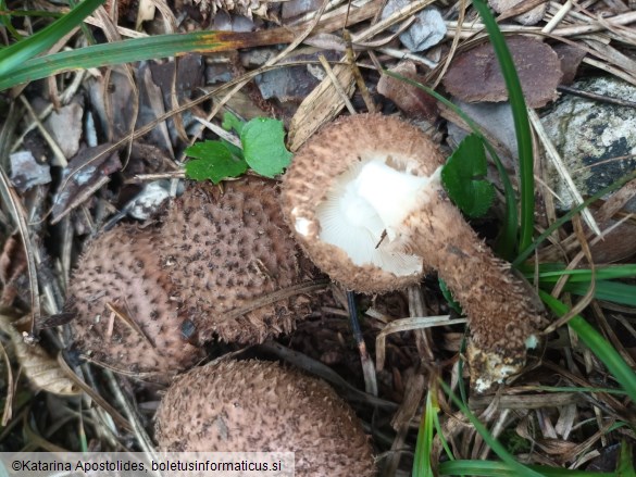 Echinoderma calcicola