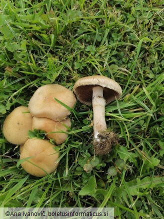 Lacrymaria lacrymabunda