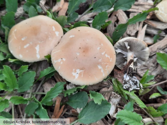Agrocybe praecox