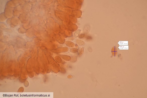 Calyptella capula