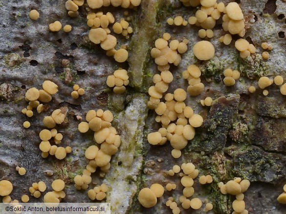 Pezicula acericola