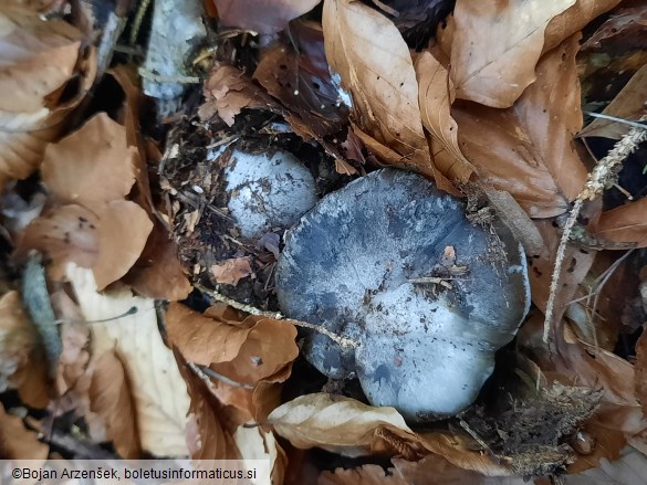 Hygrophorus marzuolus