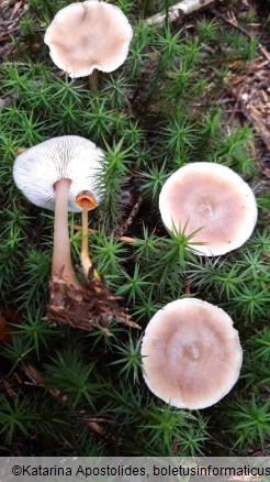 Rhodocollybia butyracea f. asema