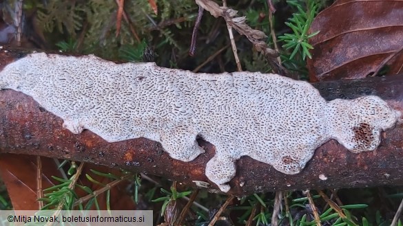 Podofomes mollis
