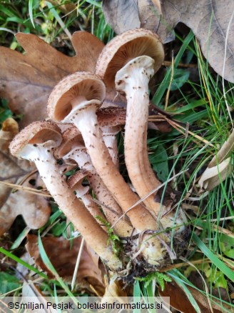 Armillaria obscura