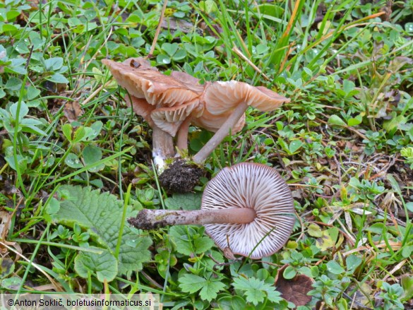 Entoloma catalaunicum