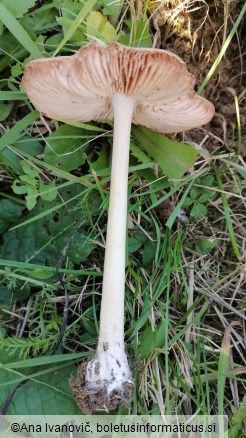 Volvariella gloiocephala