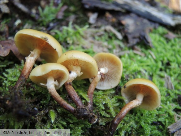 Kuehneromyces mutabilis