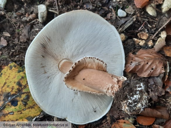 Echinoderma asperum