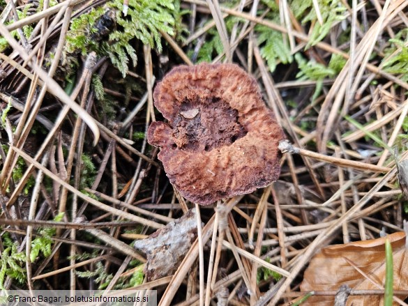 Hydnellum ferrugineum