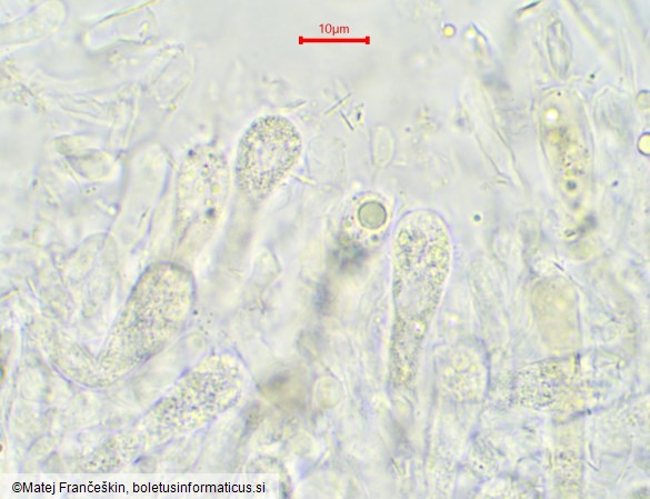 Chalciporus piperatus