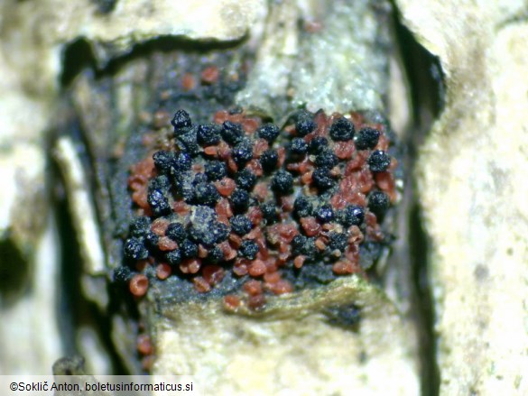 Pseudocosmospora eutypellae