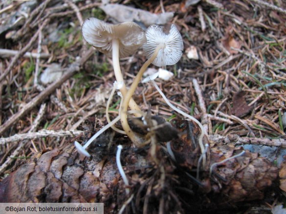 Strobilurus esculentus