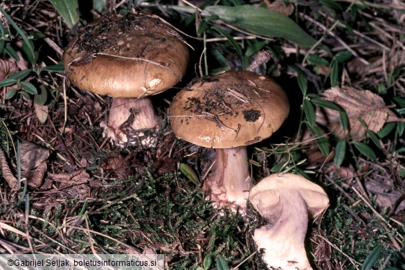 Calonarius elotus