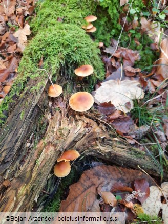 Gymnopilus penetrans