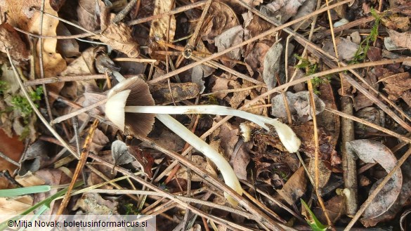Coprinellus domesticus