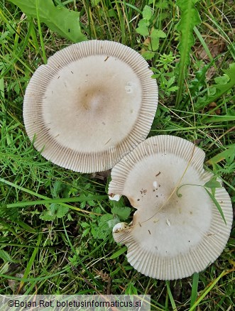 Amanita battarrae