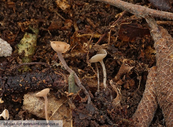 Ciboria coryli