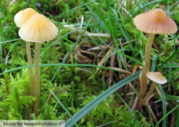Galerina clavata