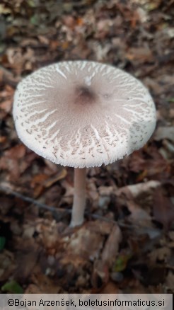 Macrolepiota mastoidea