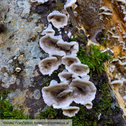 Bjerkandera adusta