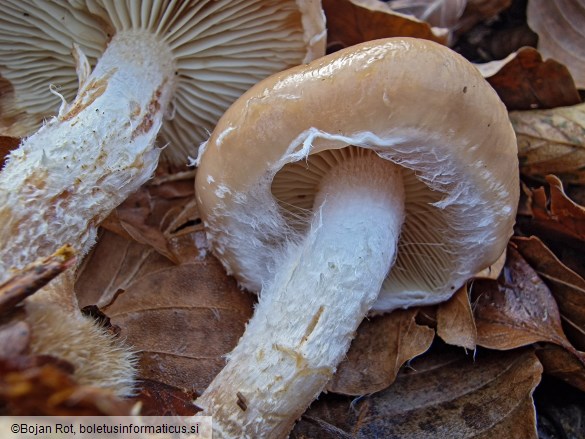 Pholiota lenta