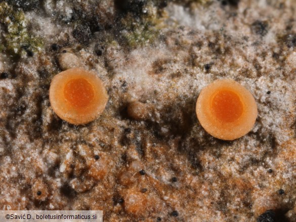 Secoliga jenensis