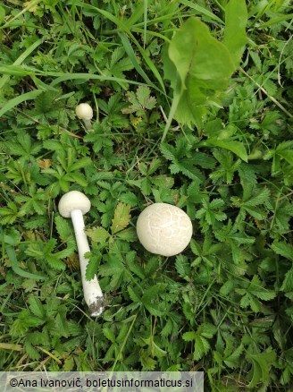 Agrocybe dura