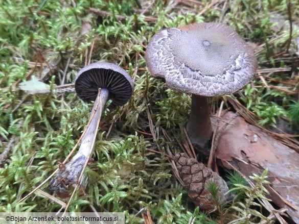 Cortinarius violaceus