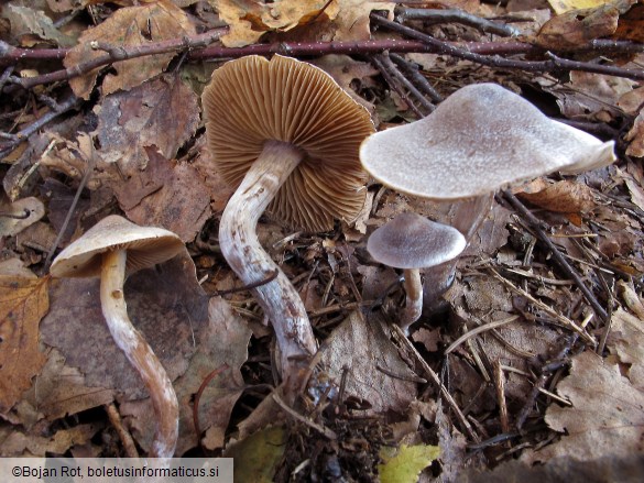 Cortinarius flexipes