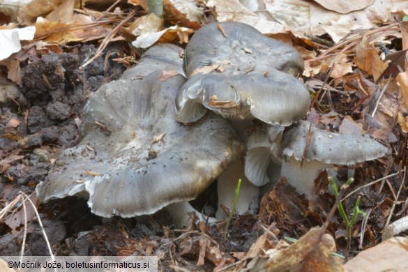 Hygrophorus marzuolus