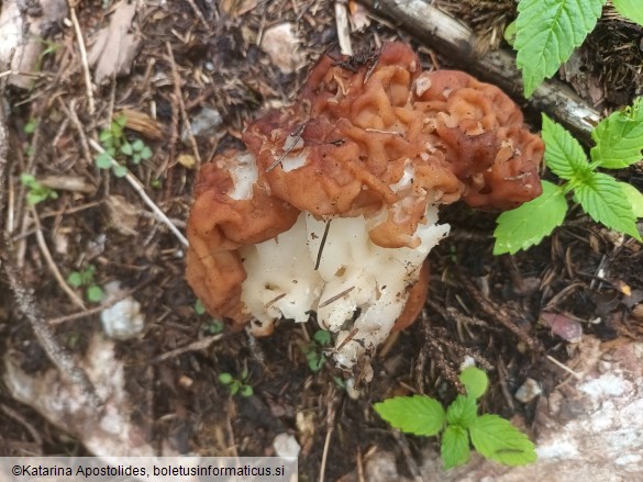 Gyromitra esculenta