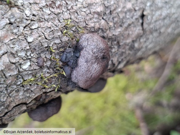Daldinia vernicosa